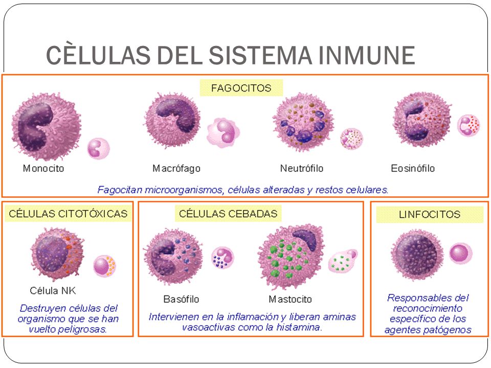 Como mejorar el sistema inmune